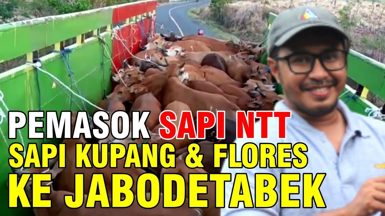 Sukses Memasok Ratusan Sapi NTT Kupang & Flores Ke Jabodetabek.jpg